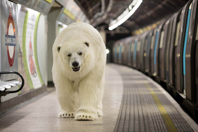 Fortitude Polar Bear Roams London | Taylor Herring